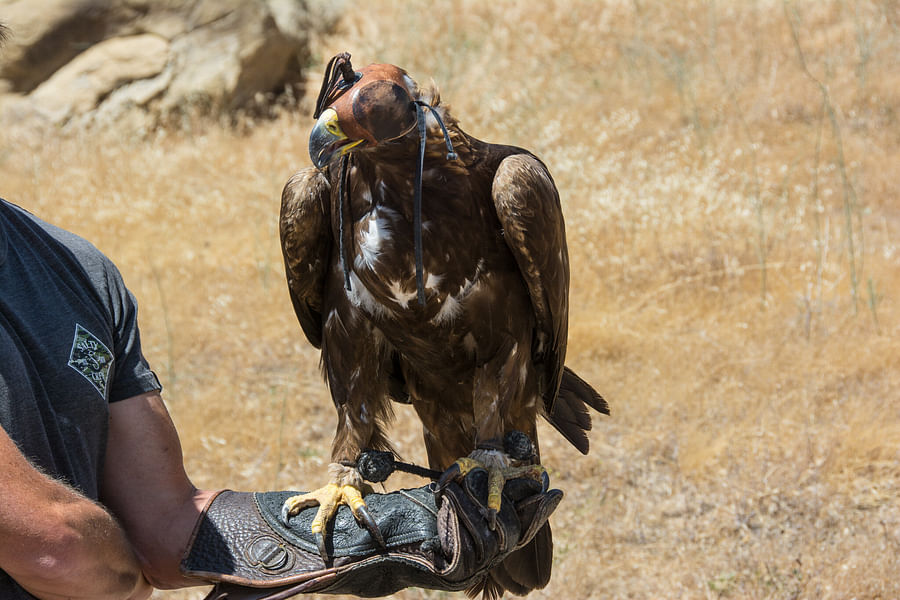 eagle scale legal logo