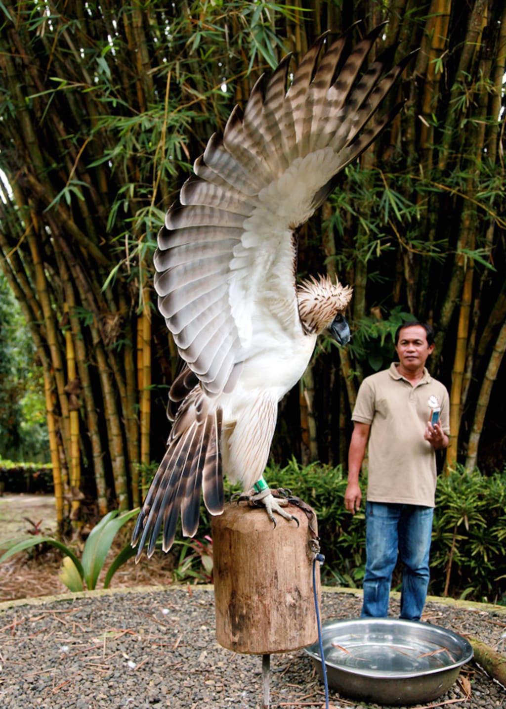 Philippine Eagle Logo